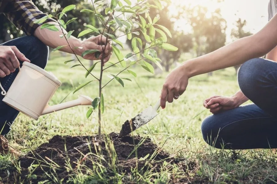 Practical Ways To Keep Trees Strong And Healthy